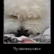 Чупапи муняню чупапи муняне чупапи муняню. Чупапимуняни. чупапи муньяньо. мемы чупапи муняня. чупапи муняня кот.
