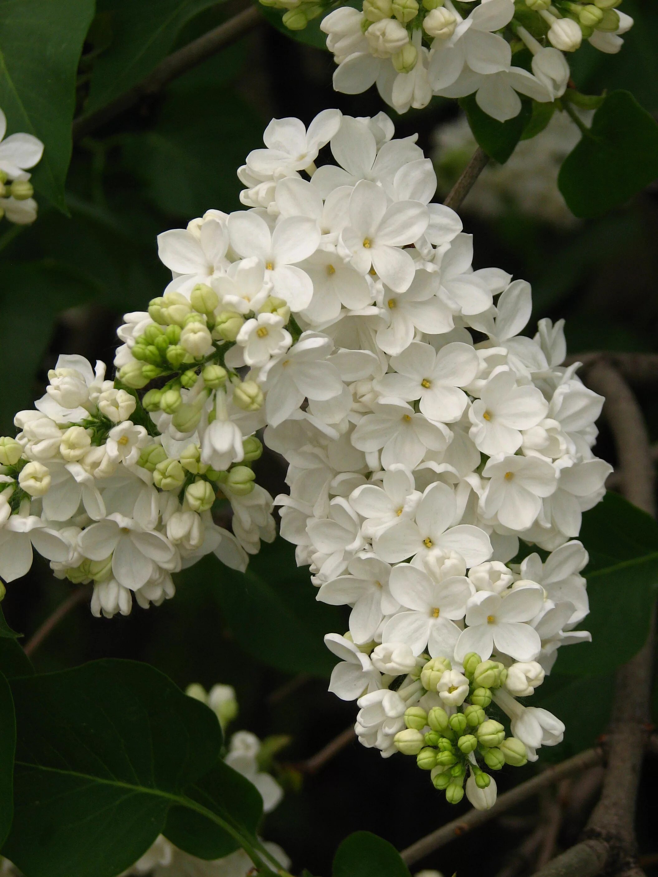 Сирень белая сорта. Syringa vulgaris Flora 1953.