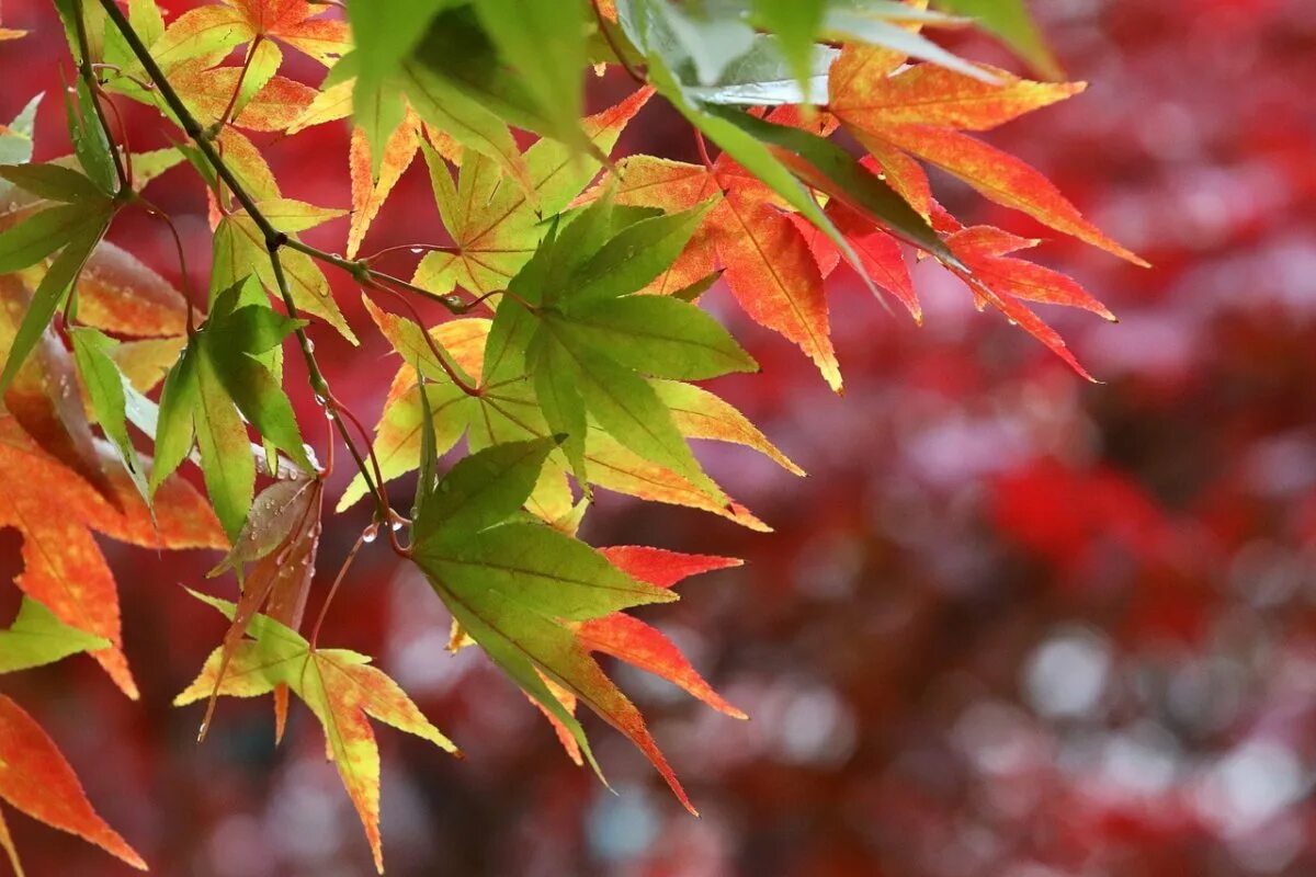 Осень листья давно облетели. Осенние листья. Осень клен. Красивые листья. Осенняя листва.