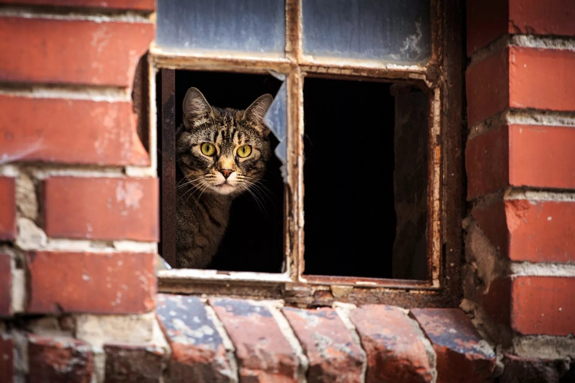 Кот на окне. Кошки на окошке. Выгляни в окно. Котик у окна. Кошки в окне купить в москве