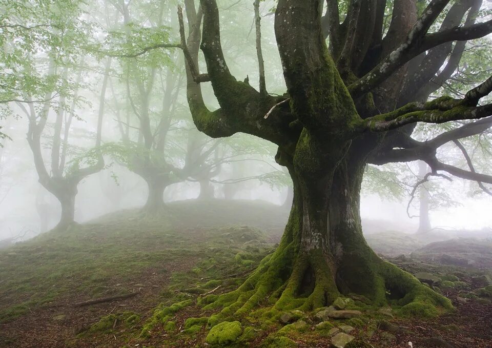 Загадочное дерево. Лес Горбеа Испания. Парк Горбеа в Испании. Гора Монте-Горбеа. Природный парк Горбеа пещеры.