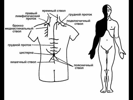 Лимф стволы