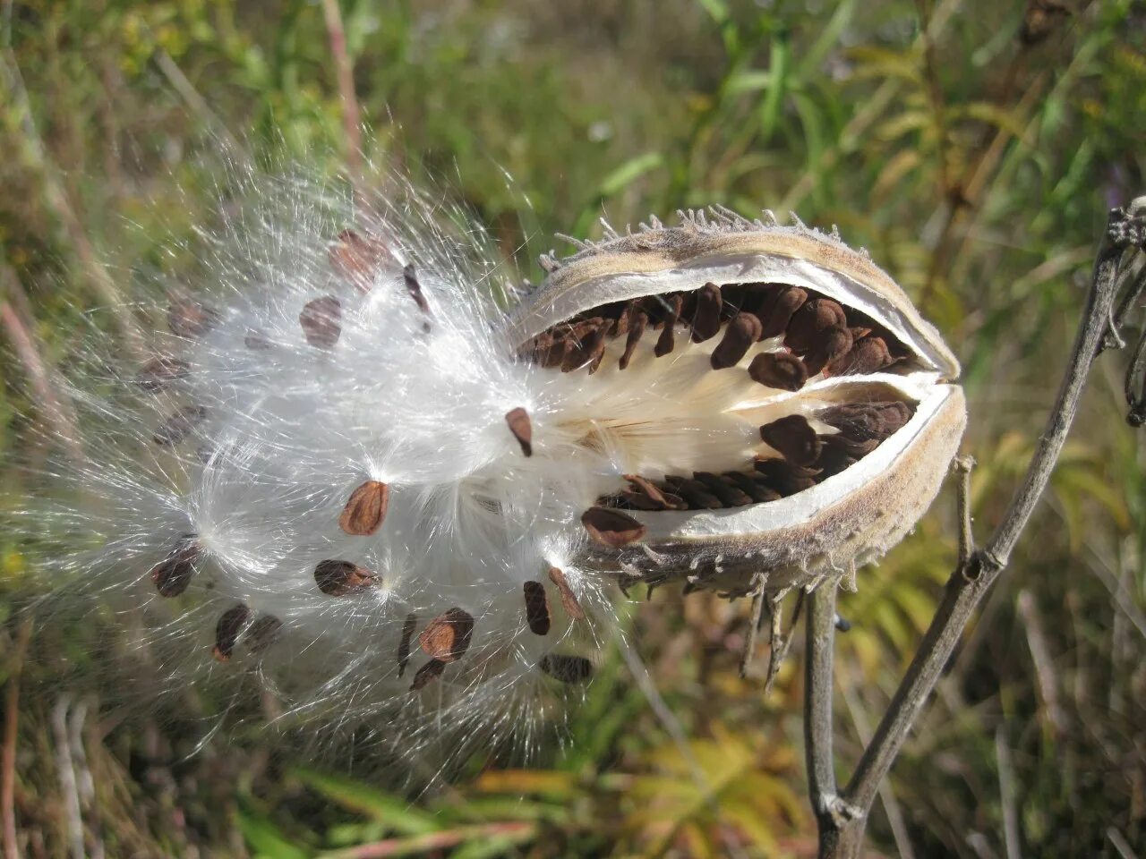 They some fruit. Seed dispersal. Wind dispersal. Seed dispersal by animals. Types of Seeds dispersal.