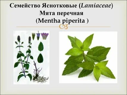 Систематика мяты