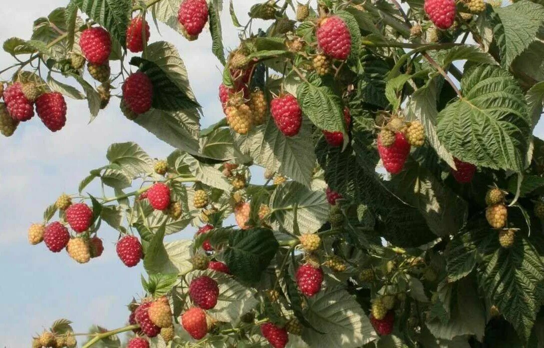 Саженцы малины ремонтантной. Полив малины. Малина куст. Малина кустовая. Малина весной.