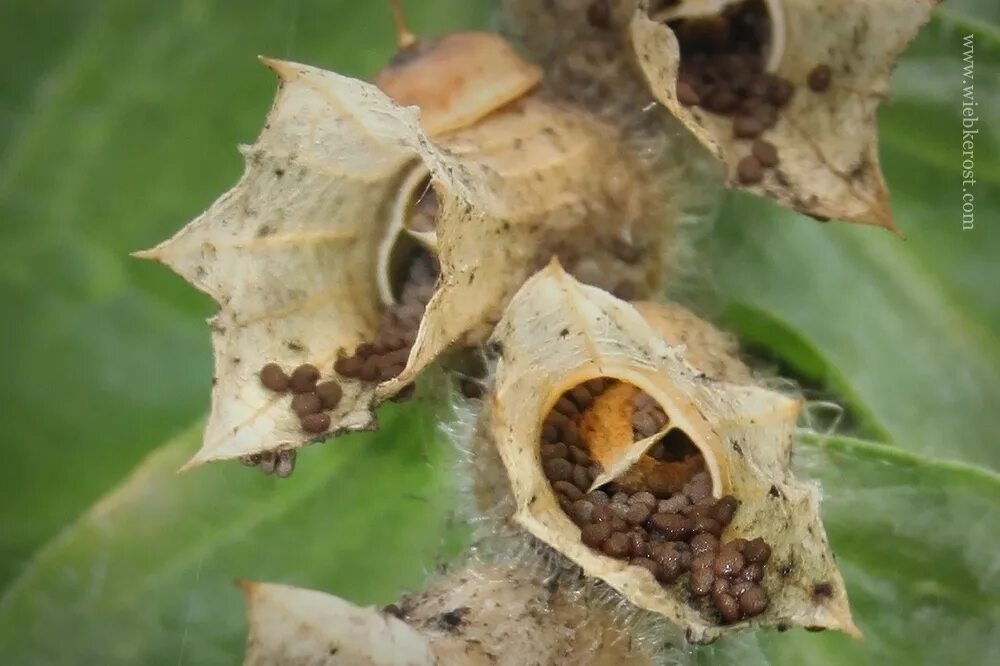 Белена черная плод. Плод коробочка белена. Белена дурман трава. Коробочка белены. Белена плод.