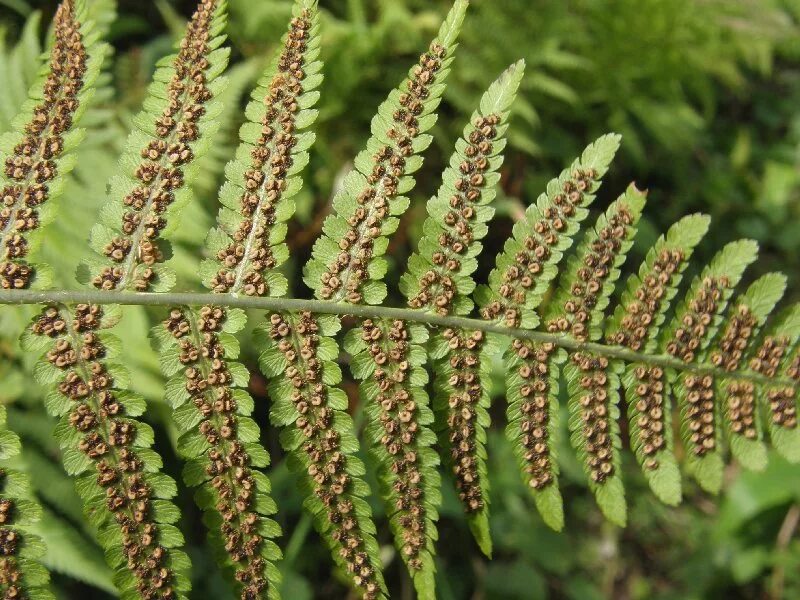 размножение папоротника щитовника мужского. щитовник мужской размножается спорами. папоротник щитовник мужской цветет. цикл развития папоротника щитовника мужского. сорус спорангий папоротника.