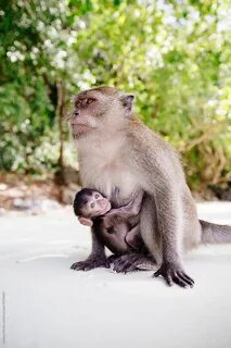 Baby monkey videos