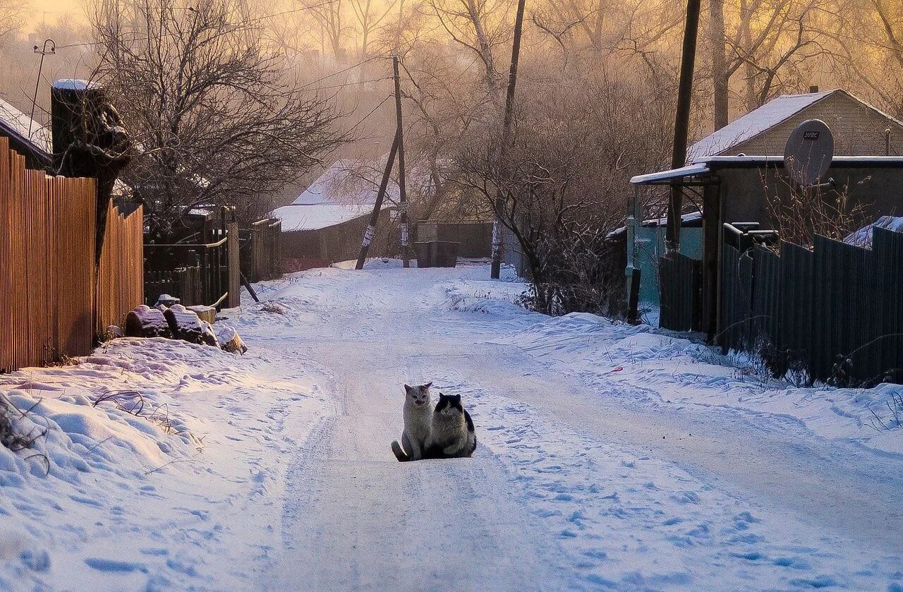 Снег голодный. Зимний двор в деревне. Зима в деревне. Кошка на улице зимой. Деревенская улица зимой.