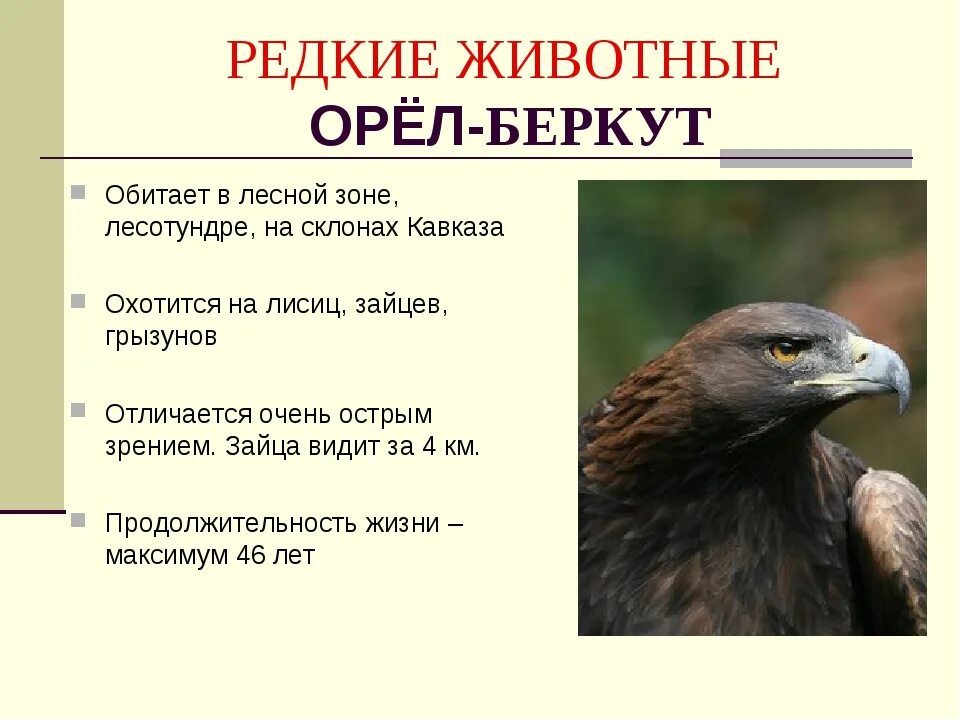 Год орла какого числа