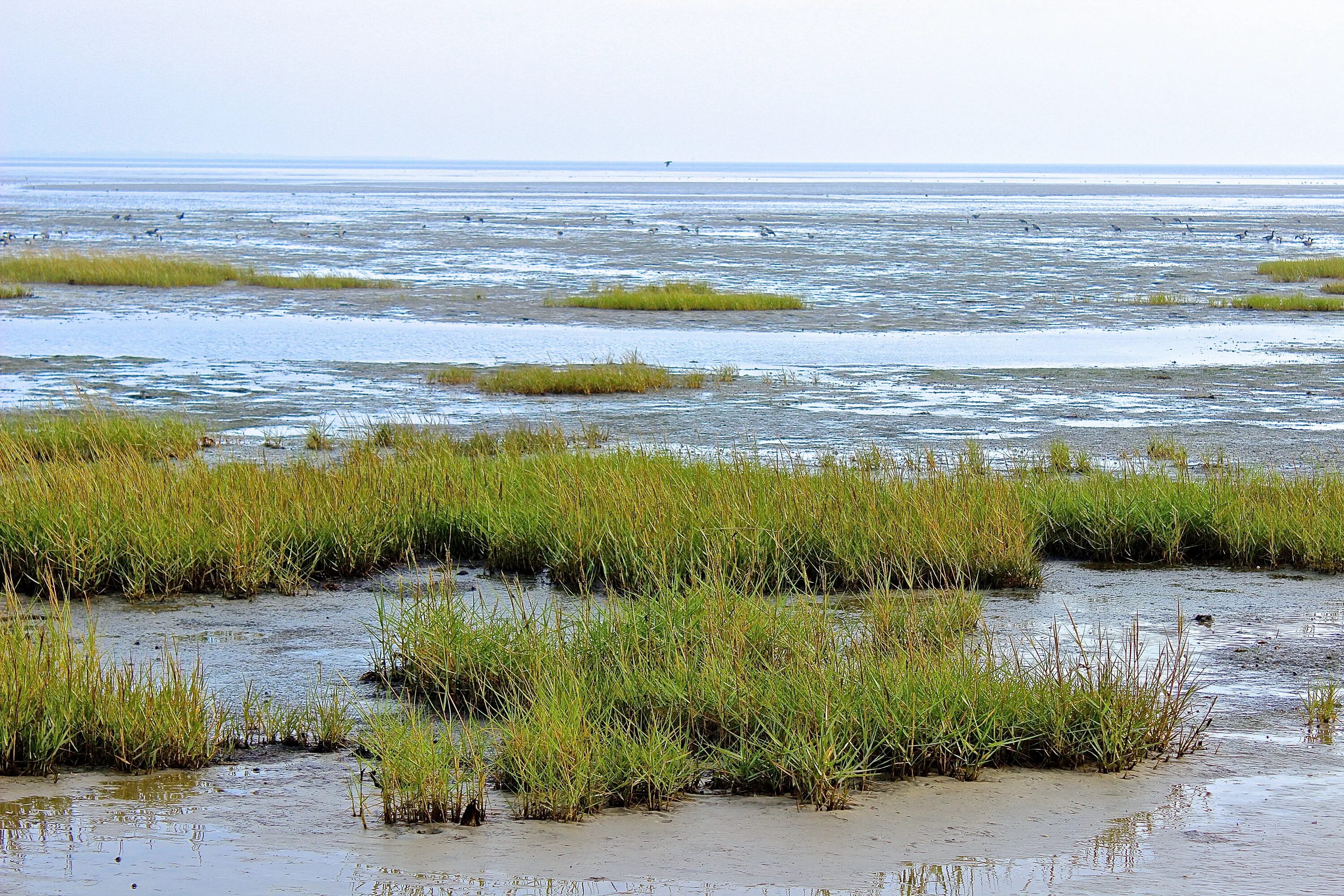 Ваттовое море Северное море. Ваттовое море ЮНЕСКО. Побережье Северной Каролины болота.