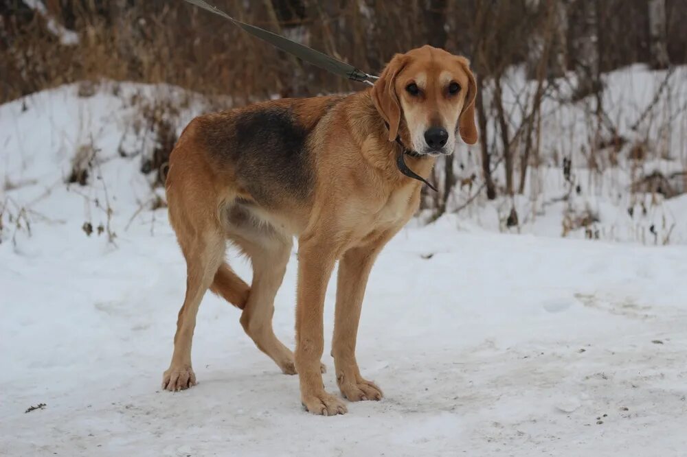 Гончую в добрые руки. Гончую в добрые руки. Сибирская пегая гончая. Щенки русской пегой гончей. Щенки русской гончей.