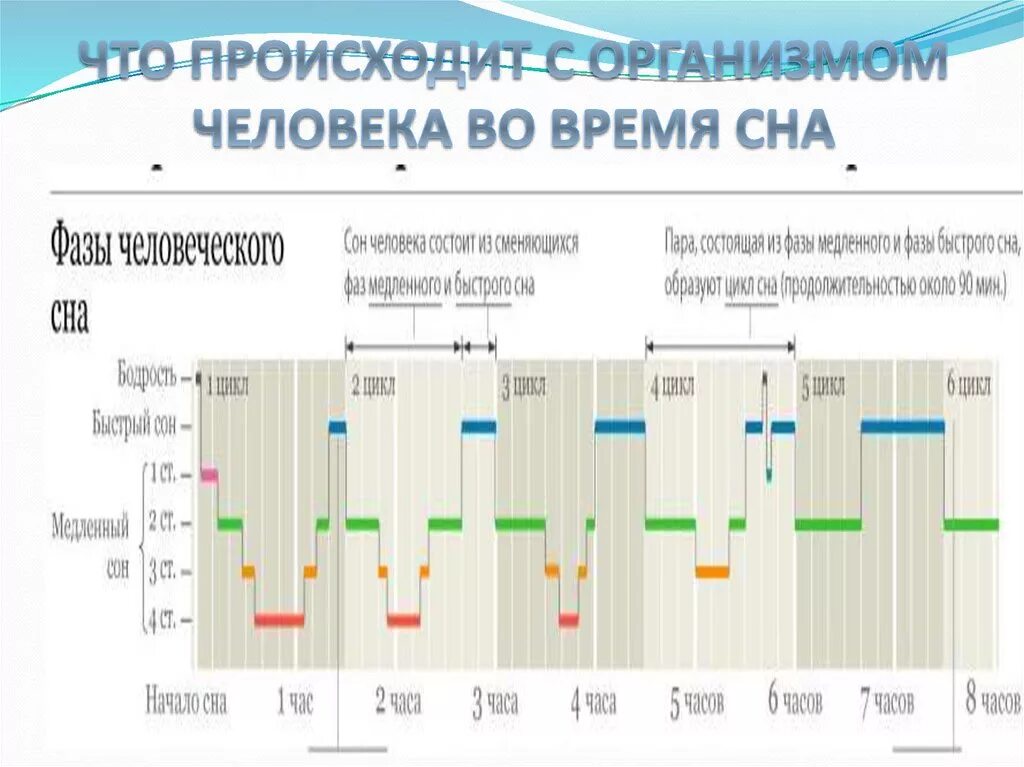 Длительность фаз сна. Фазы сна человека диаграмма. Фазы сна здорового человека. График фаз сна нормального человека. Согласно версии назначение быстрого сна найдите грамматическую