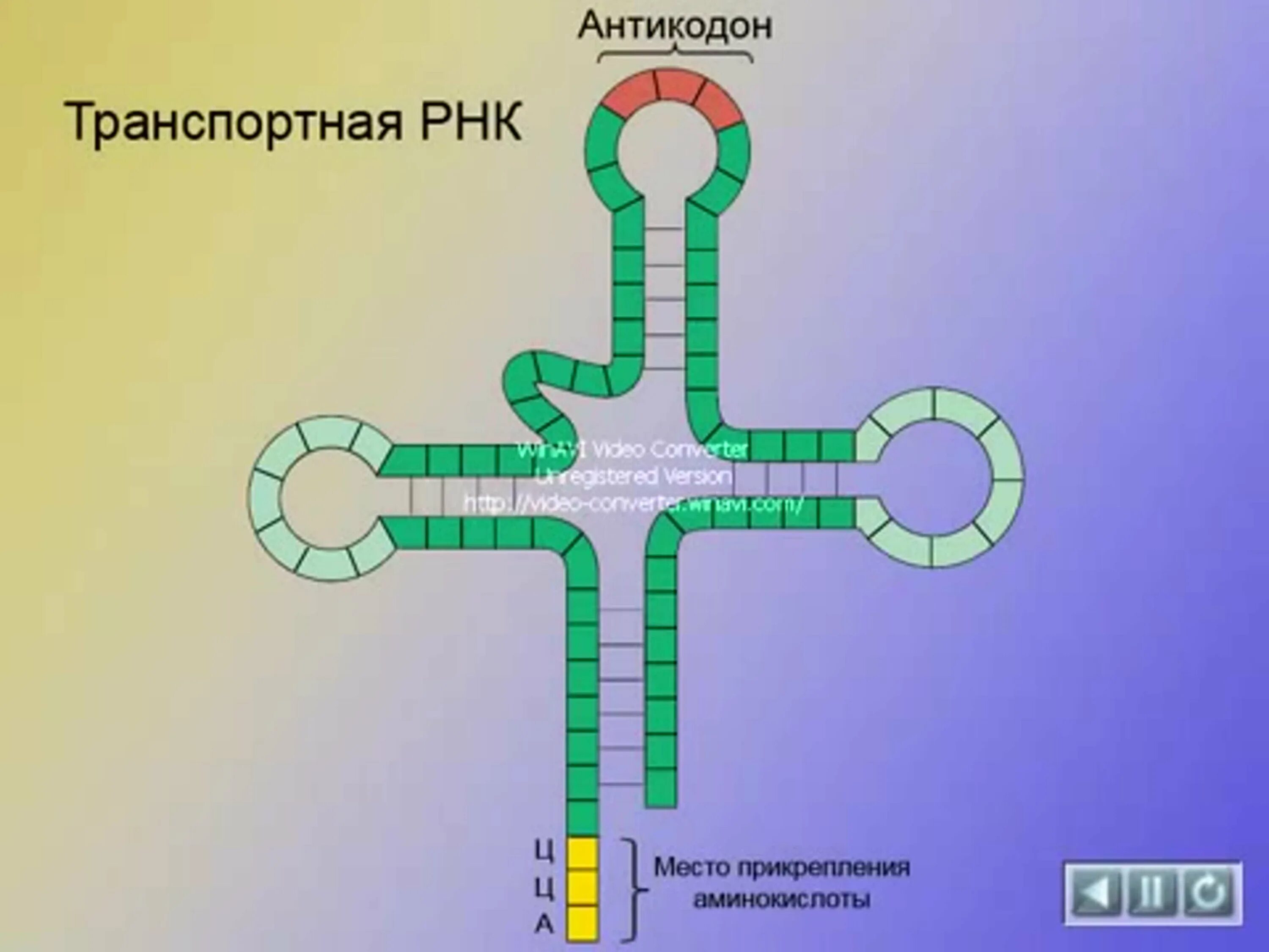 Кодон и антикодон в биологии. ТРНК. Антикодон т-РНК. И РНК антикодоны ТРНК.