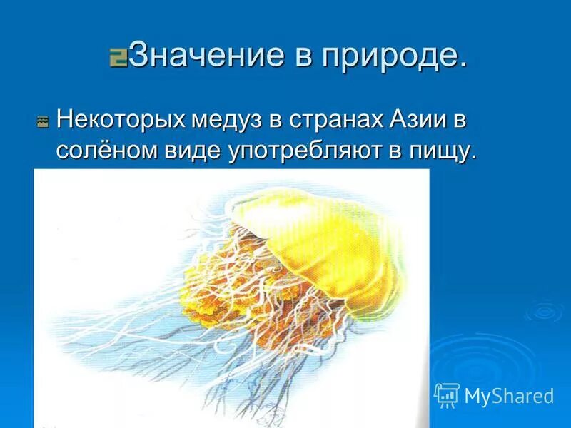 Значение сцифоидных в природе. Медуза корнерот строение. Сцифоидные корнерот. Значение класса сцифоидные. Отряд сцифоидных медуз.