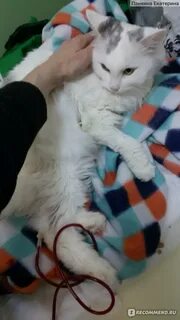 Экорал для кошек