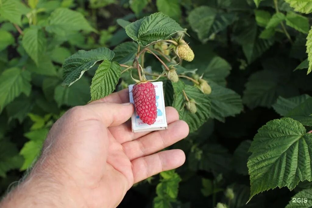 малина лесная. малина штамбовая таруса. малина ремонтантная похвалинка. малина сорт похвалинка. гора малиновая белорецк.