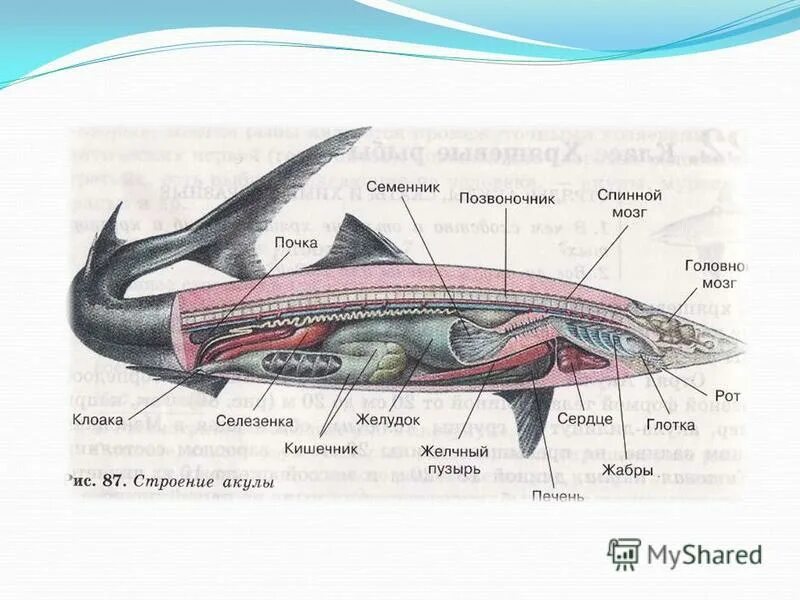 Хрящевые рыбы 5 класс