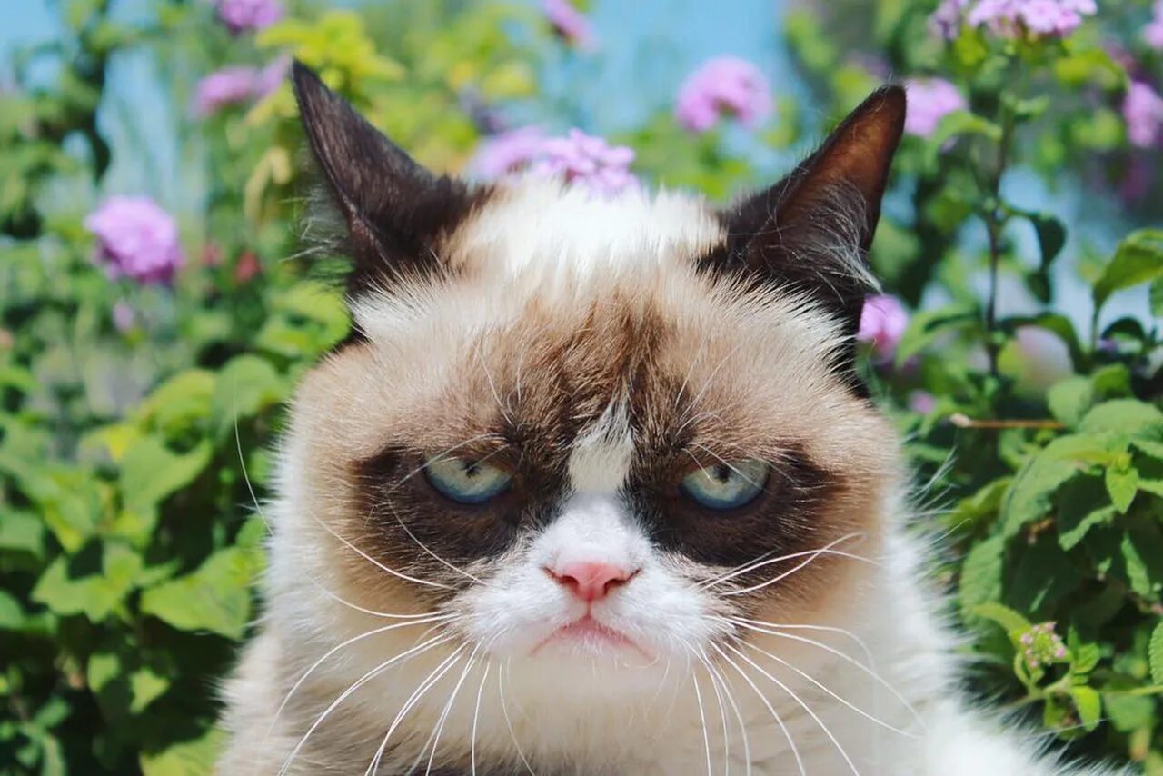 Grumpy s