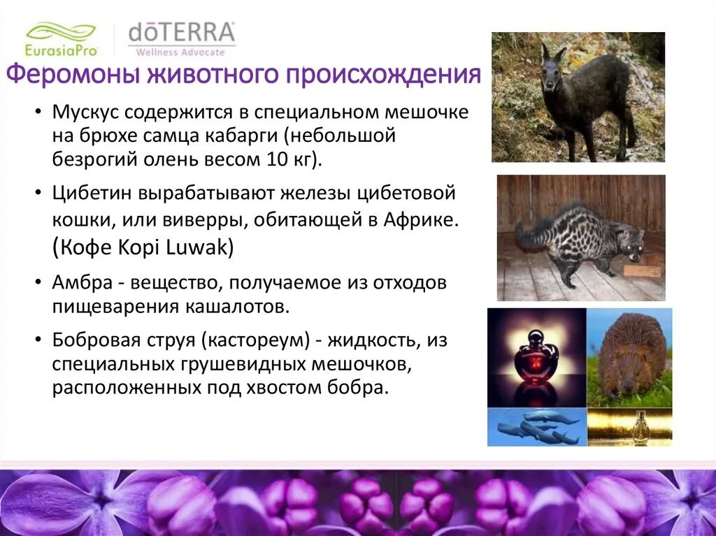 Феромоны презентация. Роль феромонов. Феромоны человека. Феромоны как выделяются. Феромоны это простыми словами.