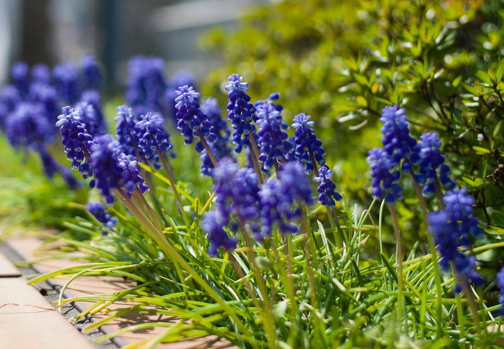 Ранние маленькие цветы. Мышиный гиацинт мускари. Мышиный гиацинт голубой. Голубые мускари цветы. Синие цветы мускари.