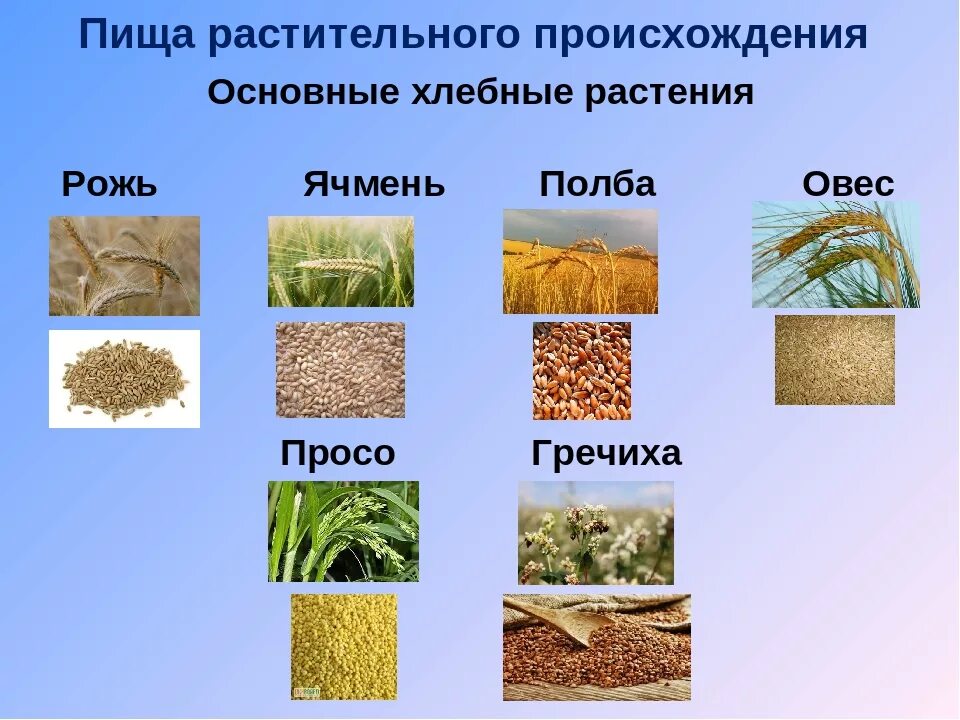 Злаковым является. Зерновые растения. Хлебные культурные растения. Зерновые культуры и злаки. Зерновые культуры хлебные злаки.