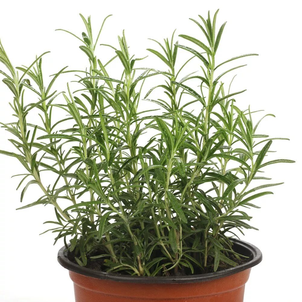 Розмарин агротехника. Всходы розмарина. Как сеять розмарин на рассаду. Розмарин в горшке. Как сеять розмарин на рассаду.