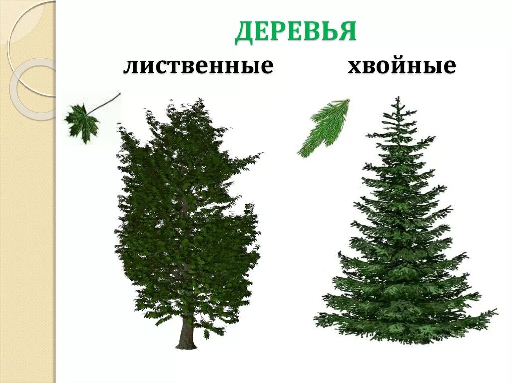Хвойные и лиственные породы. Листаенные ихвойные деревья. Хвойные деревья для детей дошкольного возраста. Ель сосна кедровая сосна пихта лиственница. Хвойные и лиственные породы деревьев.