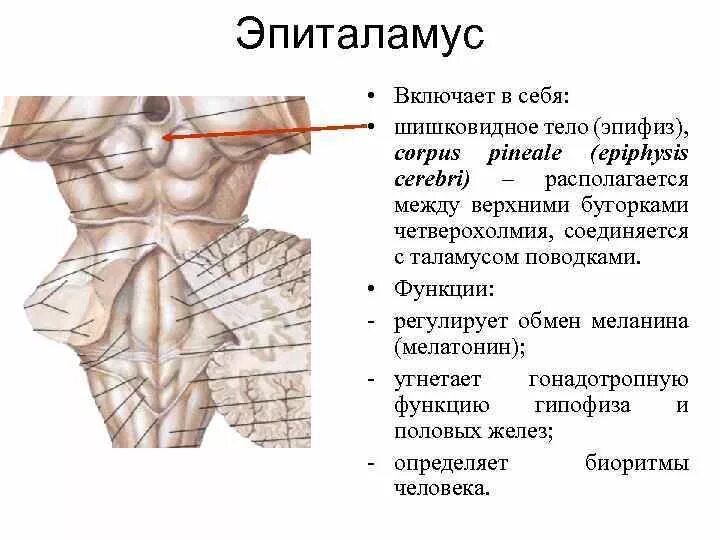 Пластинка четверохолмия анатомия. Эпиталамус. Пластинка четверохолмия функции. Верхние холмики среднего мозга на препарате.