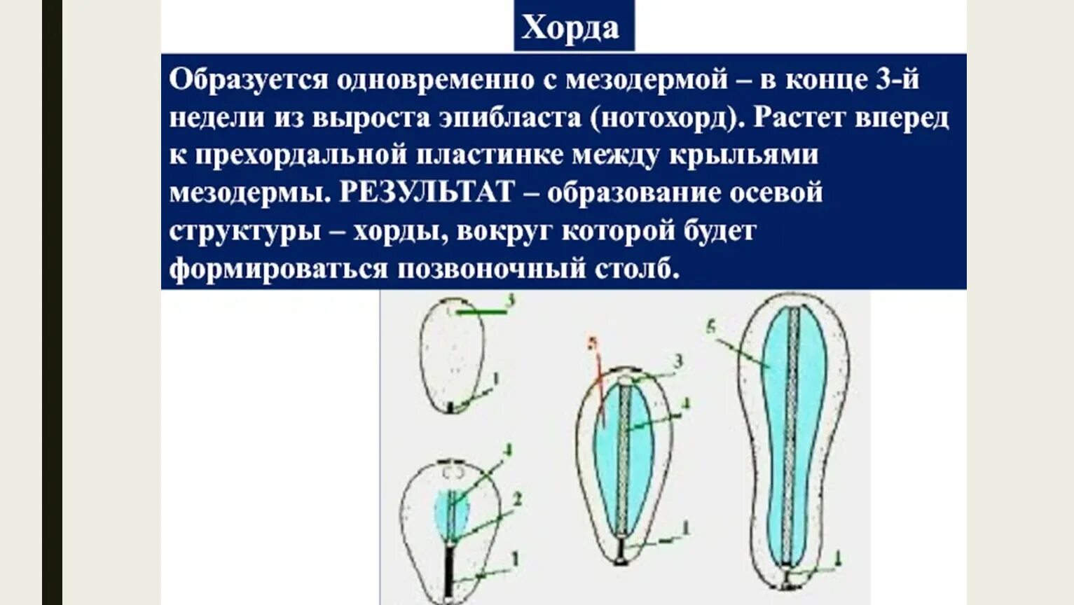 Развитие хорды человека