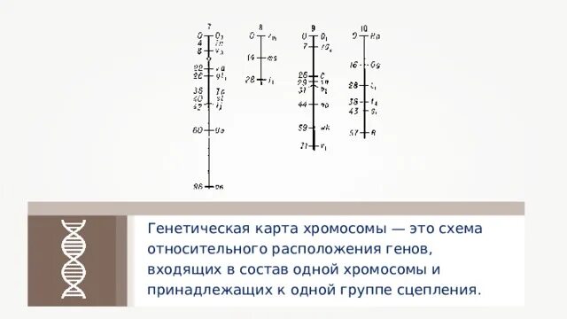 Генетические карты хромосом кукурузы. Генетические карты хромосом карта сцепления. 2. Что такое генетическая карта хромосомы?. Генетическая карта взаимное расположение генов.