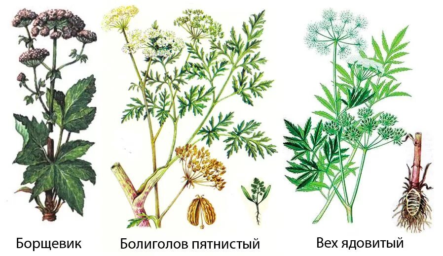 Чем отличается борщевик. Борщевик дудник купырь. цикута дудник. болиголов пятнистый цикута. борщевик болиголов вех.