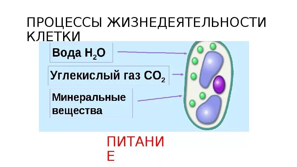 Процессы жизнедеятельности растительной клетки. Процессы жизнедеятельности клетки 6 класс схема. Процессы жизнедеятельности растительной клетки 6 класс биология. Процессы жизнедеятельности клетки 6 класс биология.