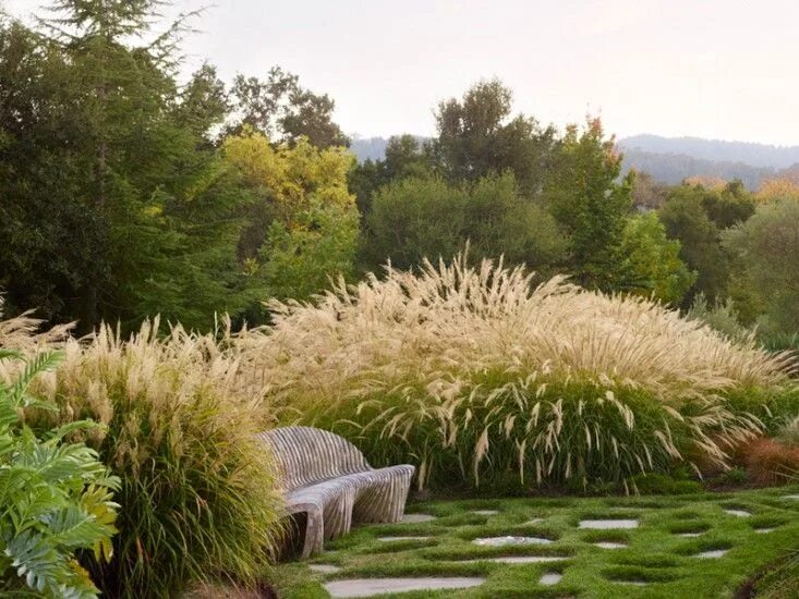 o grass Grasses landscaping, Ornamental grasses, Screen plants