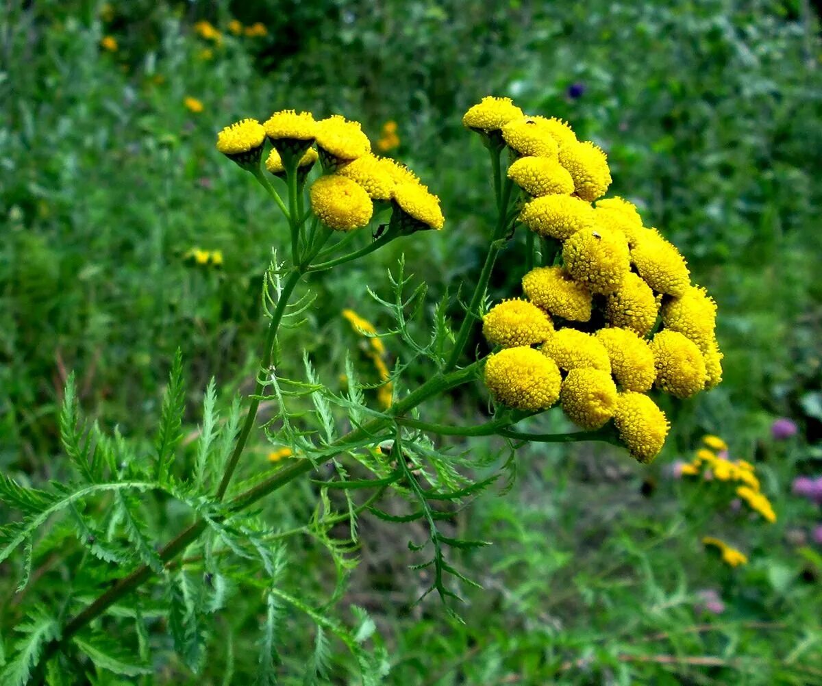 Пижма обыкновенная (tanacetum vulgare). Как выглядит пижма трава фото. Пижма рябинколистная. Как выглядит пижма трава фото. Пижма хараджана (tanacetum haradjanii).
