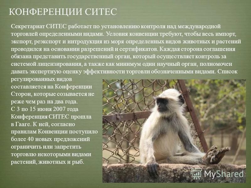 список ситес животные. сертификат ситес. Cites конвенция. список ситес животные. перечень растений ситес.