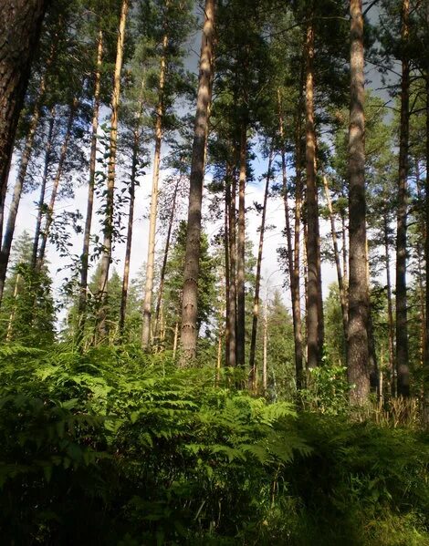 ленточный сосновый бор. атлас парк отель подмосковье. сосновый бор санаторий зудилово. барнаул санаторий барнаульский сосновый бор. реликтовый ленточный бор алтайского края.