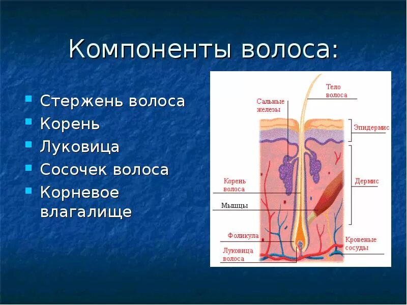 Строение волоса. Сосочек волосяного фолликула. Рецептор волосяного фолликула. Строение волоса корень и стержень.