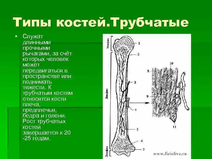 Трубчатые кости человека. Строение трубчатой кости. Длинные трубчатые кости. Трубчатые кости характеристика. Трубчатые это какие