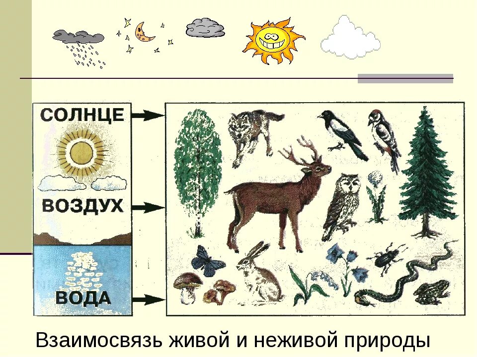 Схема связи живой и неживой природы 2 класс окружающий мир. Взаимосвязь живой и не живой природ. Связь между живой и неживой природой. Связи юивой и не Бивой природв.