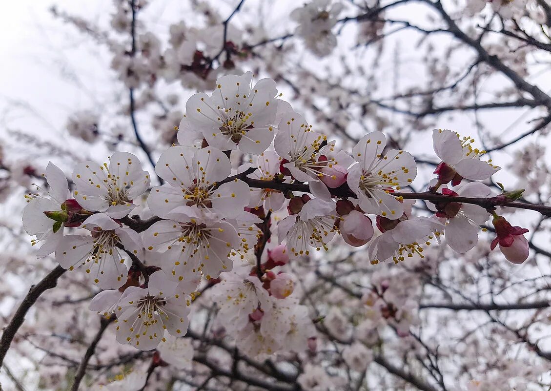 урюк дерево цветение. абрикос дичка цветет. цветущие абрикосы урюк. абрикосовое дерево цветение. урюк дерево цветение.