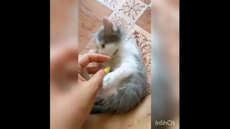Как научить котенка кушать. Приучения котят кушать. самостоятельный котёнок. как научить котенка 1 месяц кушать самостоятельно. когда котята едят самостоятельно.