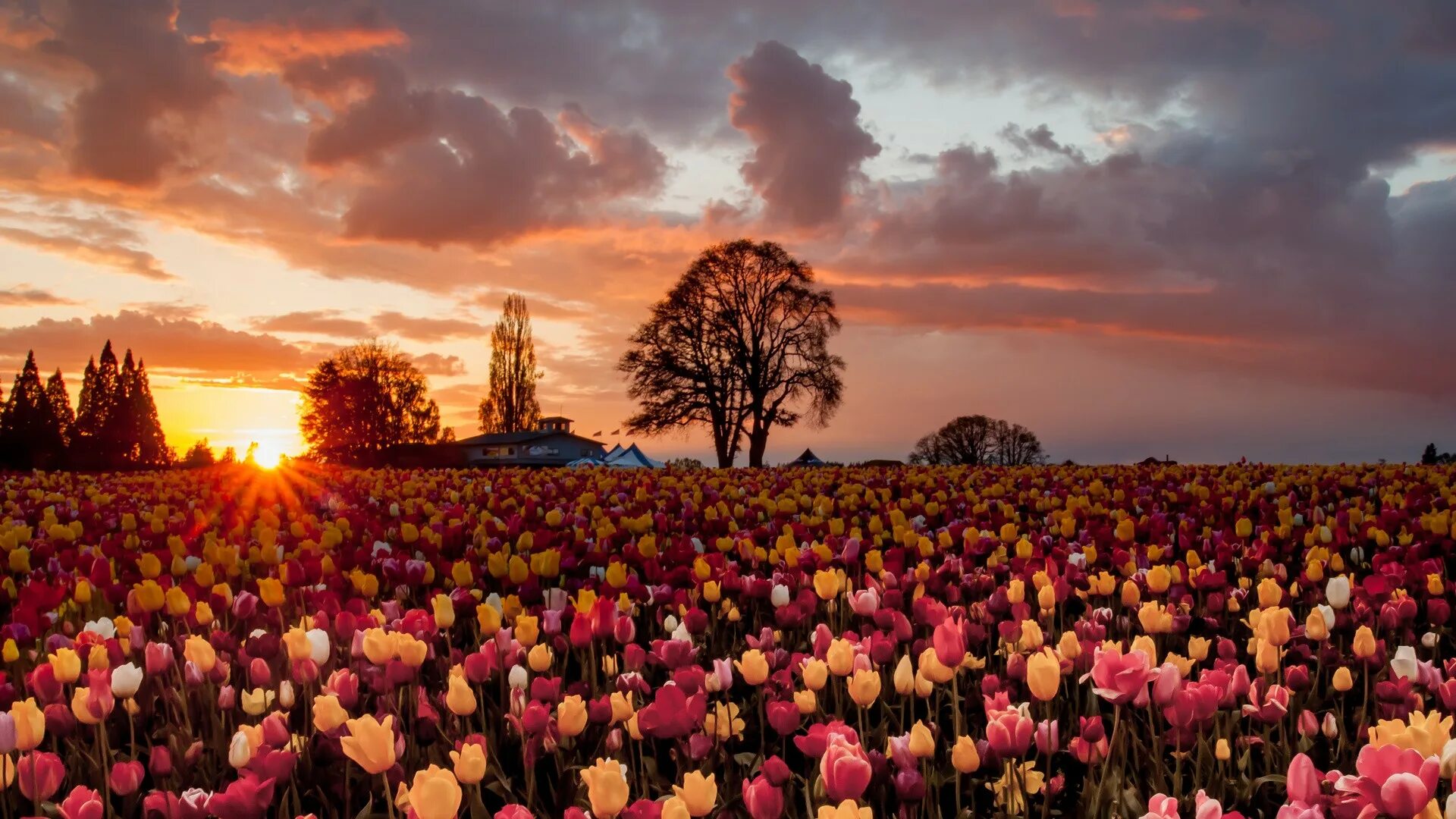 Flower sunset. Тюльпановые поля 1920. Красивые цветочные поля. Пейзажи с цветами. Цветы на рассвете.