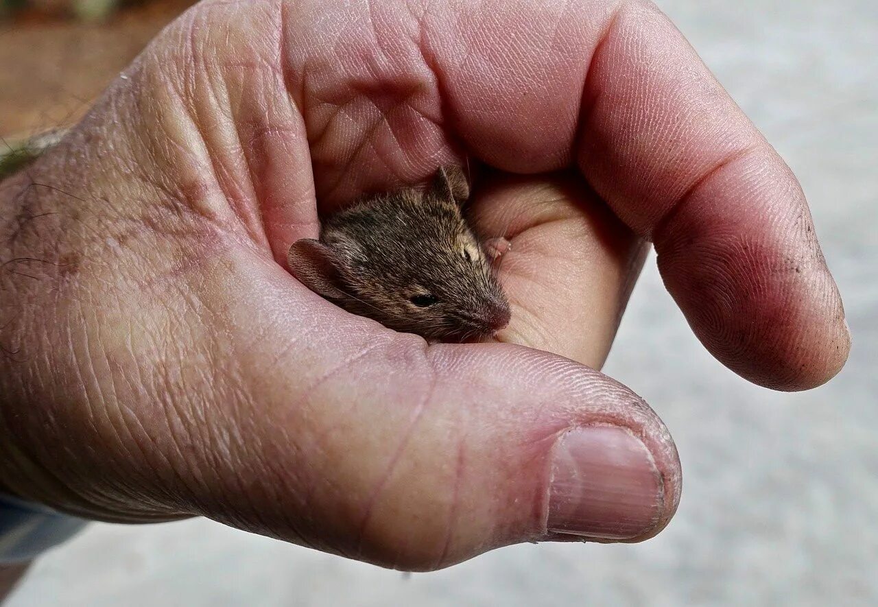 Семя мыши. Мышь. Маленькая мышь. Коричневая мышка. Домовая мышь.