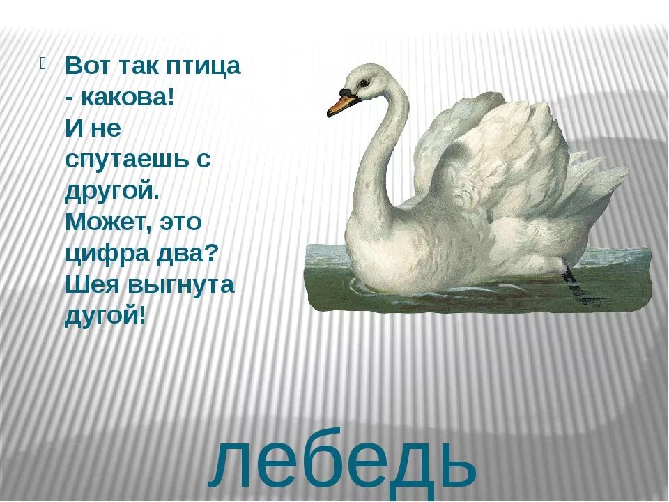 Загадка про лебедя. Загадка про лебедя для детей. Загадка о лебеде. Стих про лебедя для детей. Слоги слова лебедь