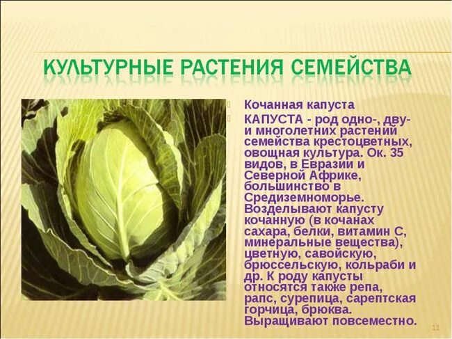 Среда обитания капусты. Сорт Родина белокочанной капусты. Крестоцветные капуста белокочанная. Капуста семейство крестоцветные. Культурные растения капуста.