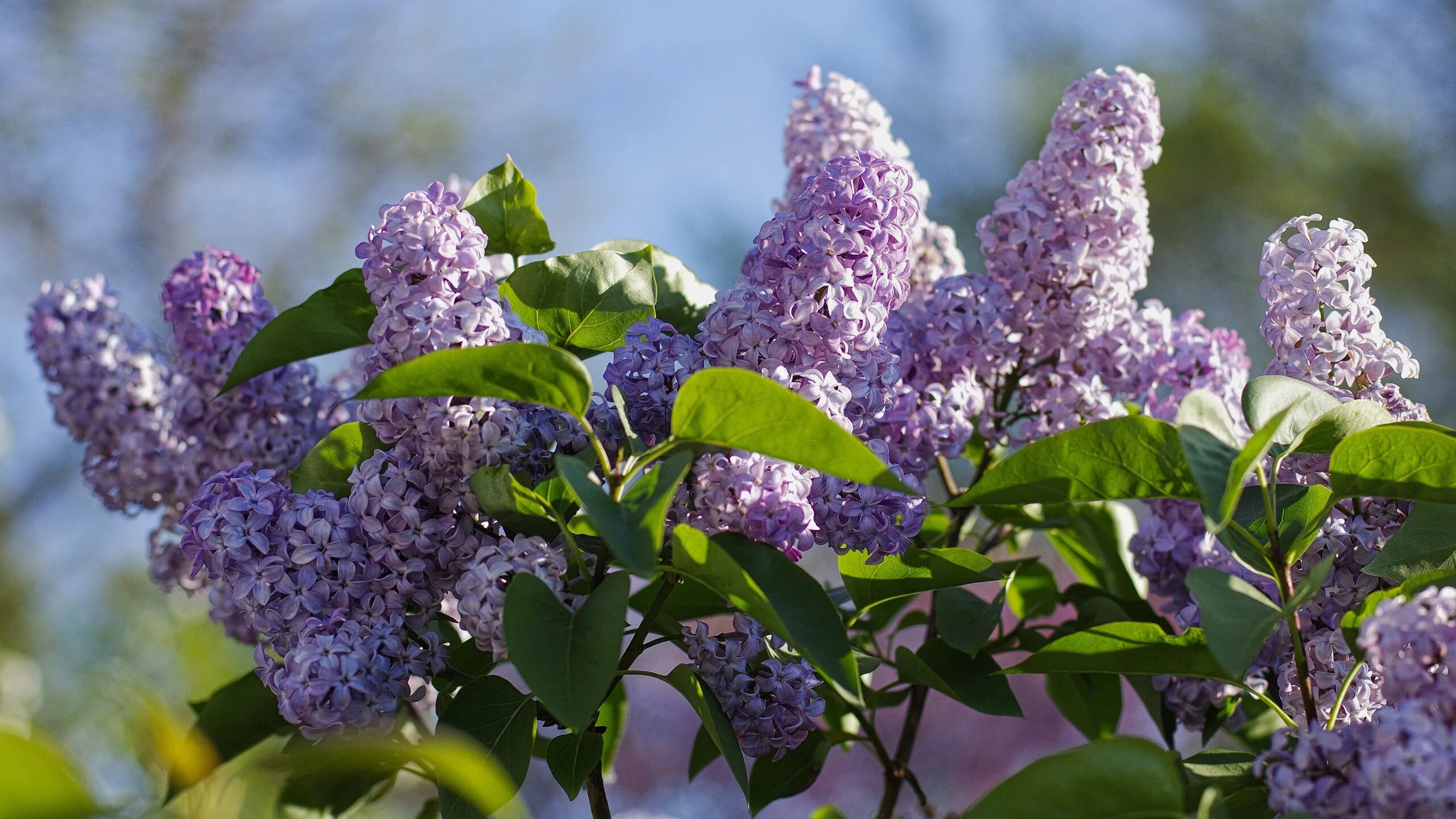 Видеть во сне сирень цветущую. Сирень кустарник. сирень венгерская куст. калина цветение. сирень отцвела.
