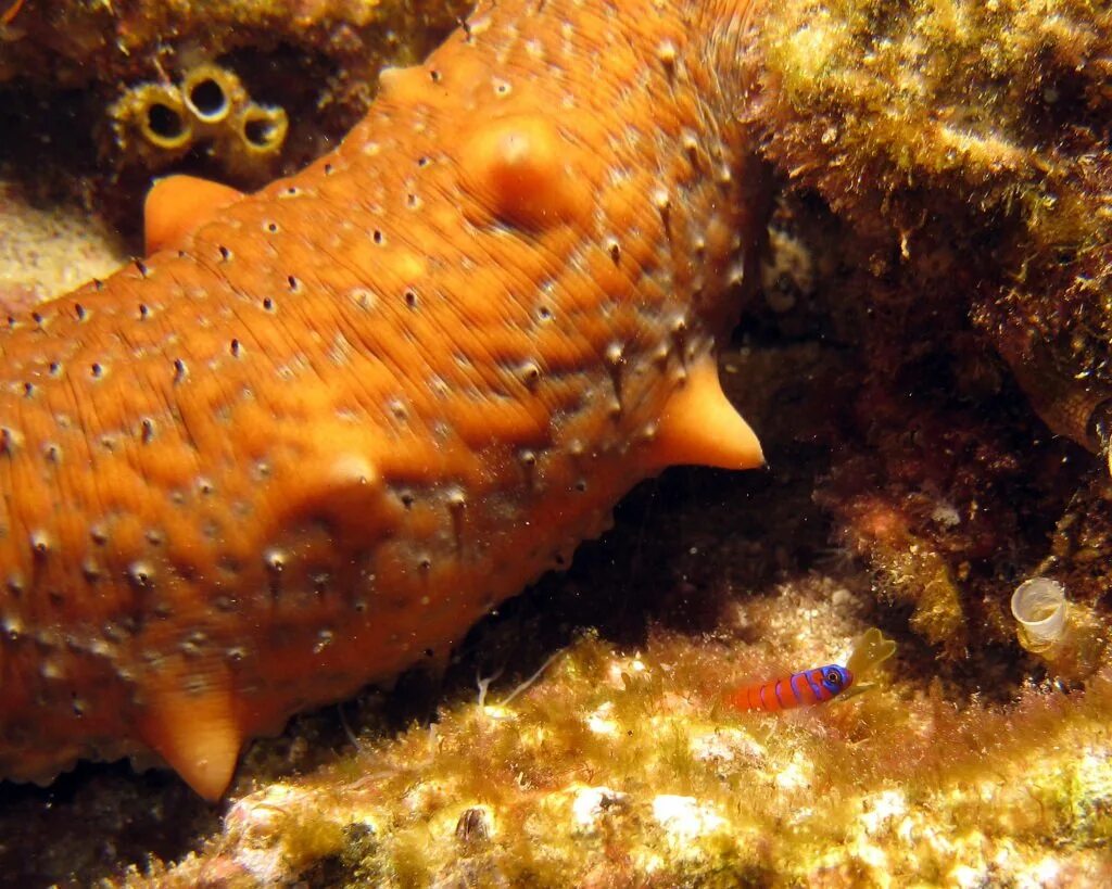 Голотурии и сепии. Голотурия описание. Доклад про голотурию. Энциклопедия голотурии и сепии 3 класс. Энциклопедия голотурии и сепии 3 класс.