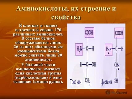 Из 20 видов аминокислот состоят