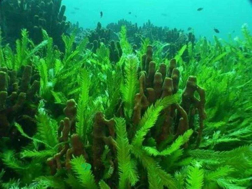 Каулерпа водоросль. Зеленая водоросль каулерпа. Морские водоросли келп. Многоклеточная морская водоросль ламинария.